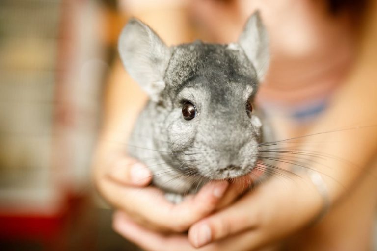 Chinchillas What They Eat