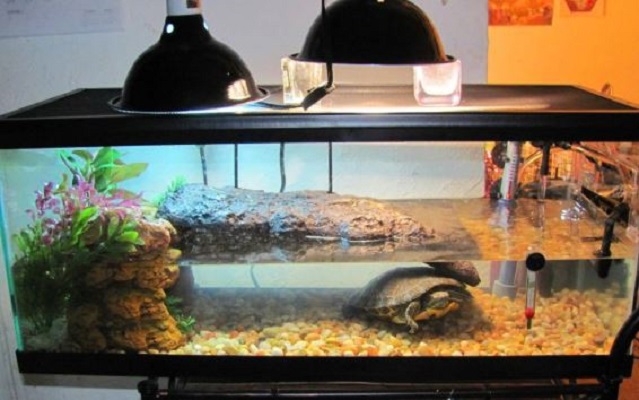 underwater filter for turtle tank