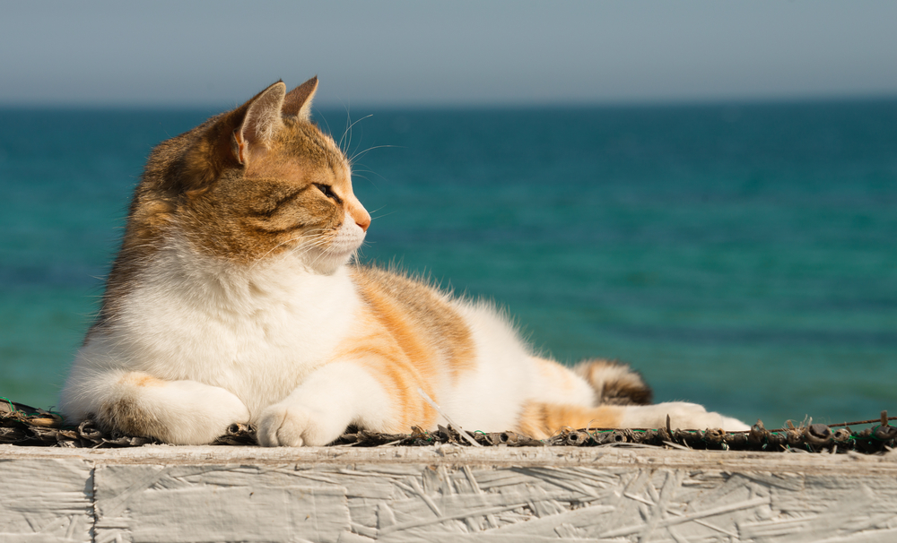 Great and good advice for cats in summer