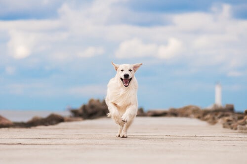 5 causes that can stress your dog