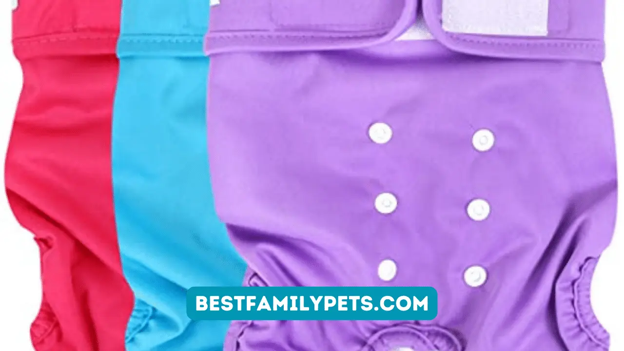 Best Washable Dog Diapers Female