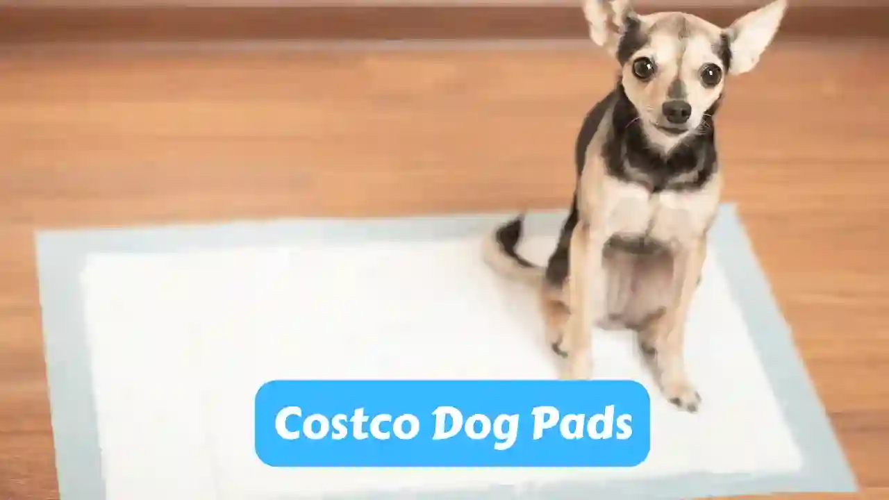 Costco Dog Pads