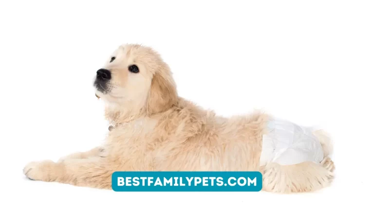 DIY Washable Female Dog Diaper