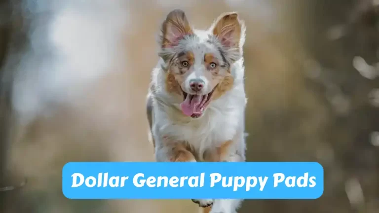 Dollar General Puppy Pads