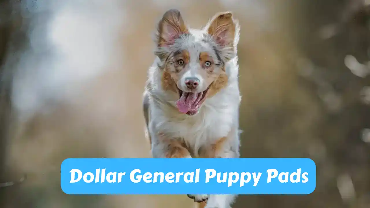 Dollar General Puppy Pads: Dependable and Convenient