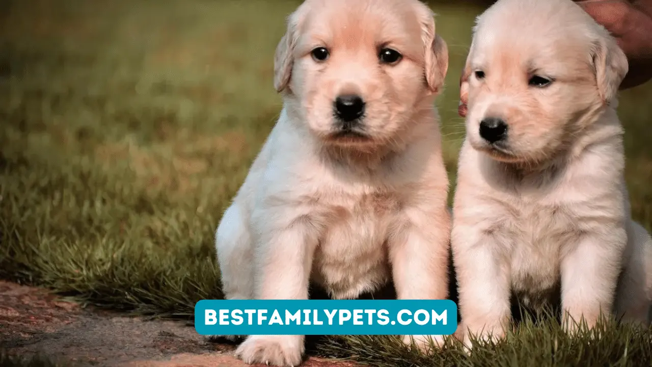 Forever Pals Puppy Pads: Dependable and Affordable