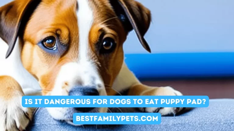 Is It Dangerous for Dogs to Eat Puppy Pad