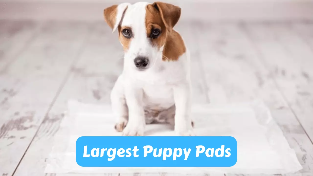 The Top 10 Largest Puppy Pads on the Market