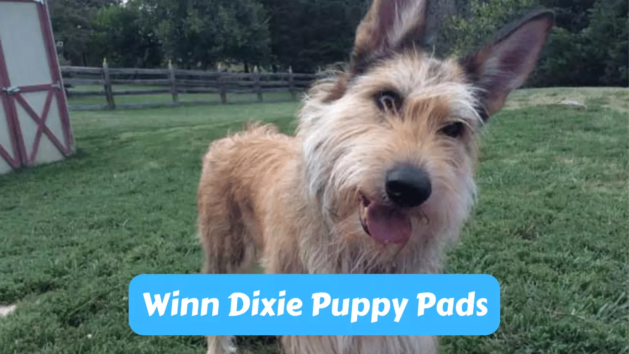 Winn Dixie Puppy Pads