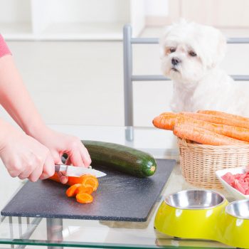 pet food and diet