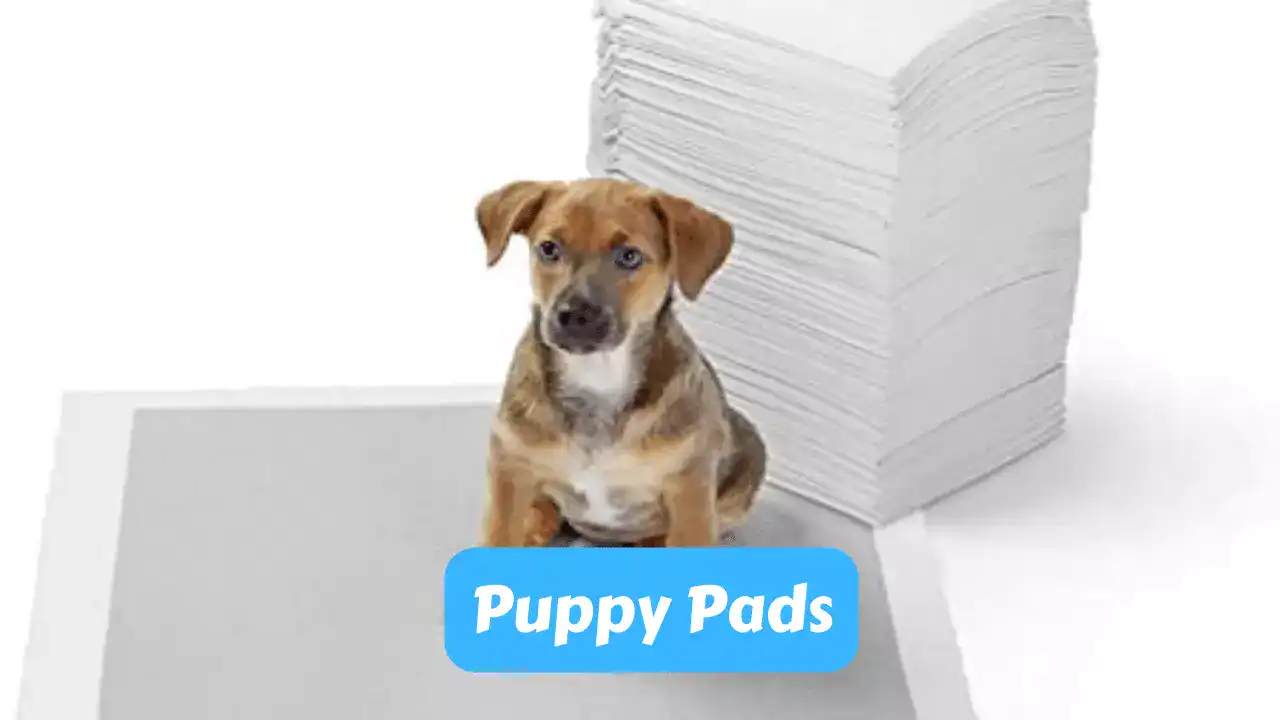 Puppy Pads – Potty Training a Puppy