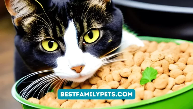 Best Cat Food Recommended by Vets