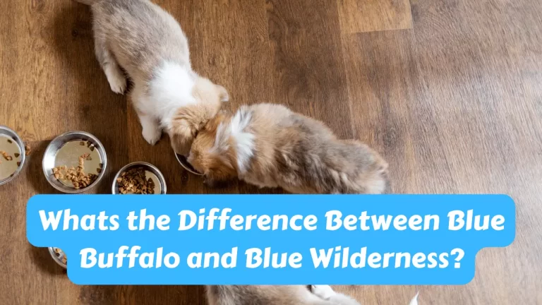 Difference Between Blue Buffalo and Blue Wilderness