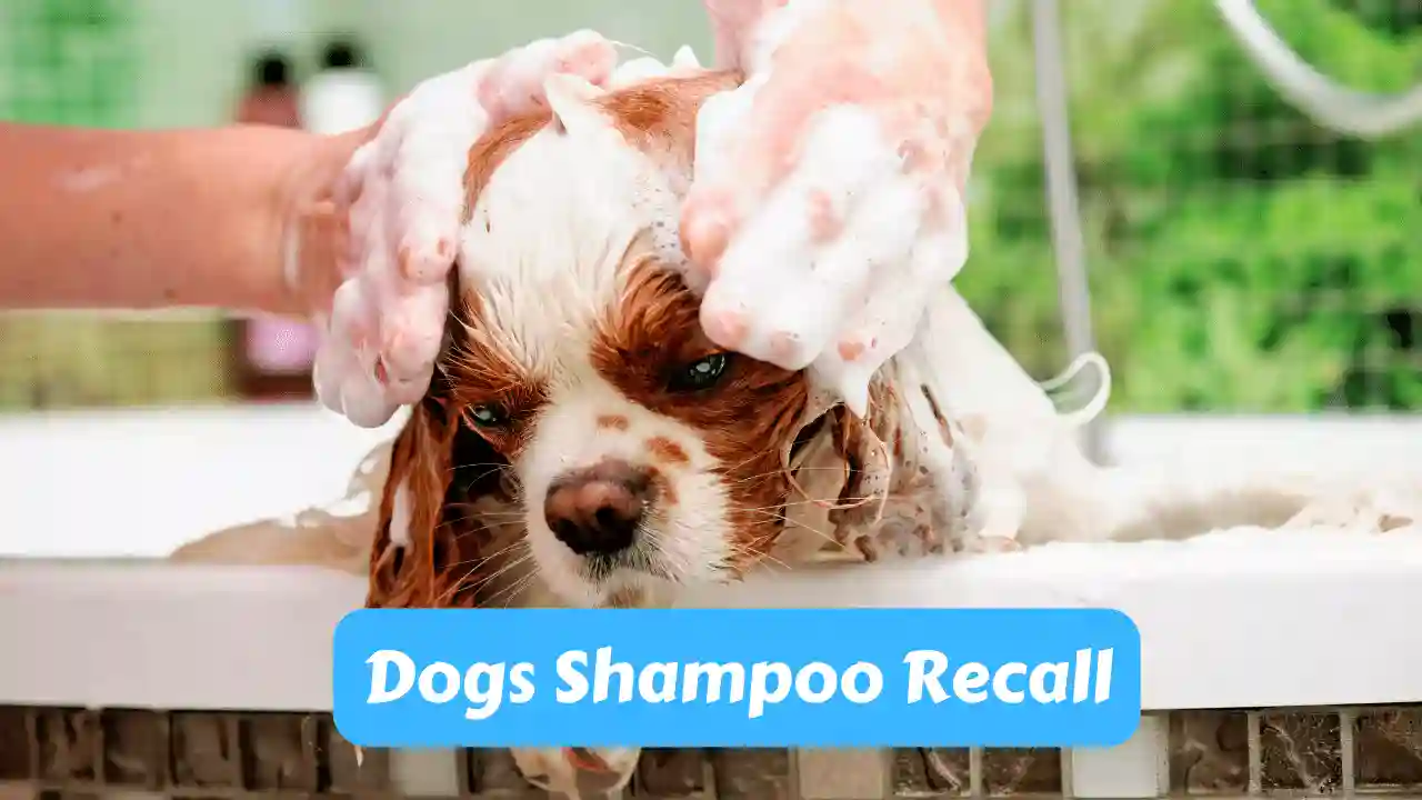 Dogs Shampoo Recall: What You Need To Do Now?