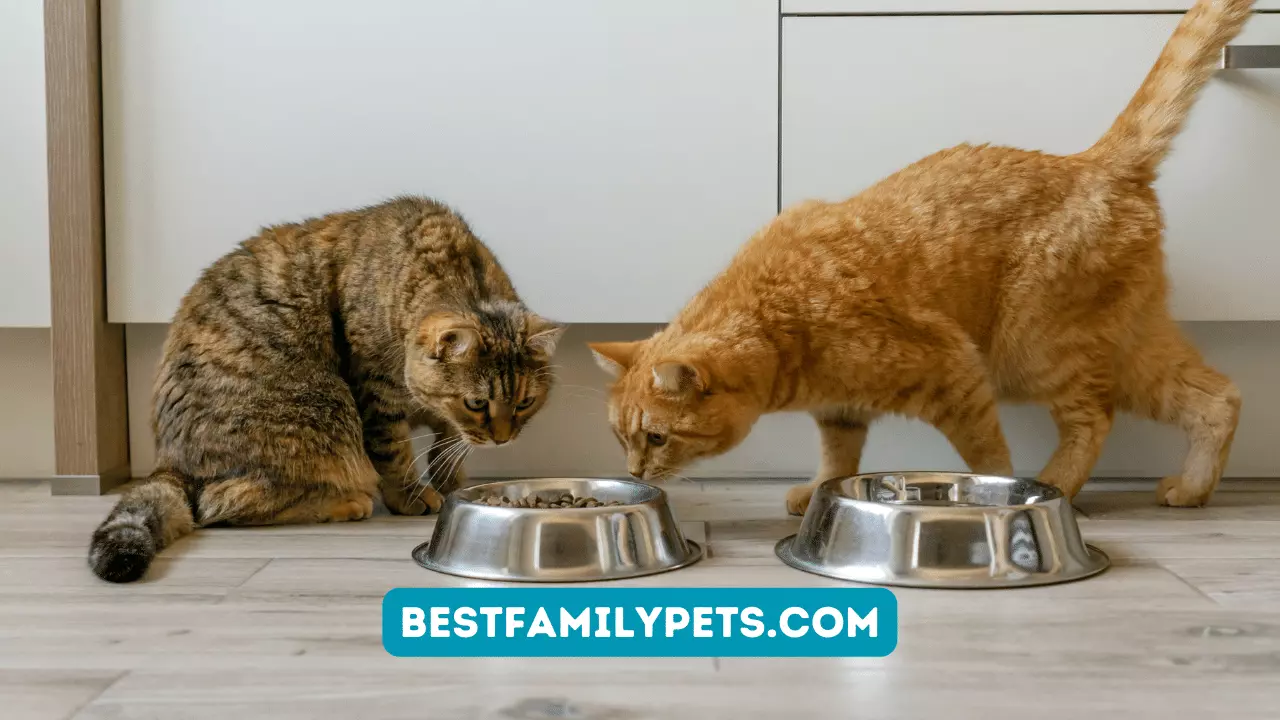 How to Choose the Best Dry Cat Food for Your Feline?