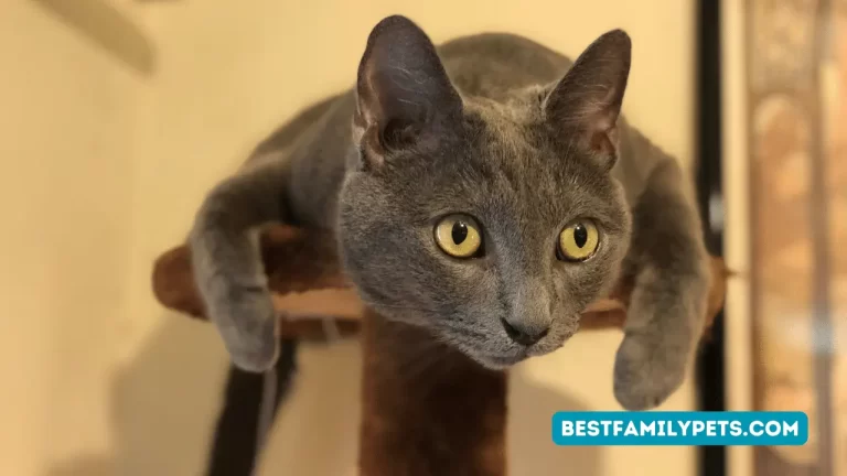 Russian Blue Kitten