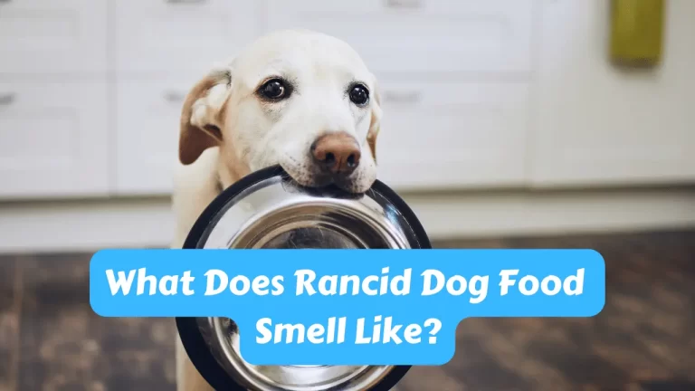 What Does Rancid Dog Food Smell Like?