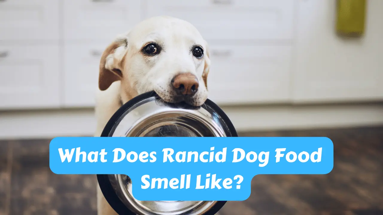 What Does Rancid Dog Food Smell Like?
