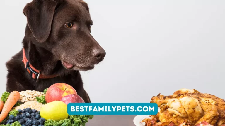 What Dog Food is on Recall