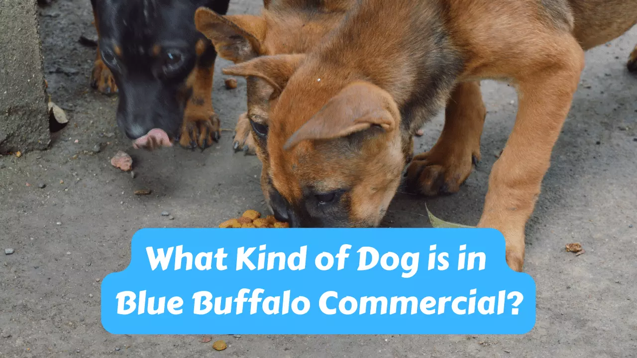 What Kind of Dog is in Blue Buffalo Commercial?