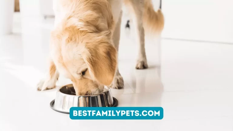 Which Dog Food Has Never Been Recalled