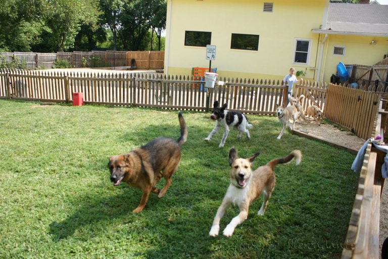 dog daycare melbourne