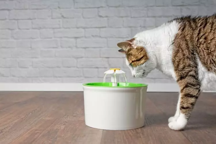 Best Cats Fountain for Cats