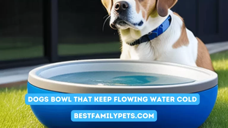 Dogs Bowl That Keep Flowing Water Cold