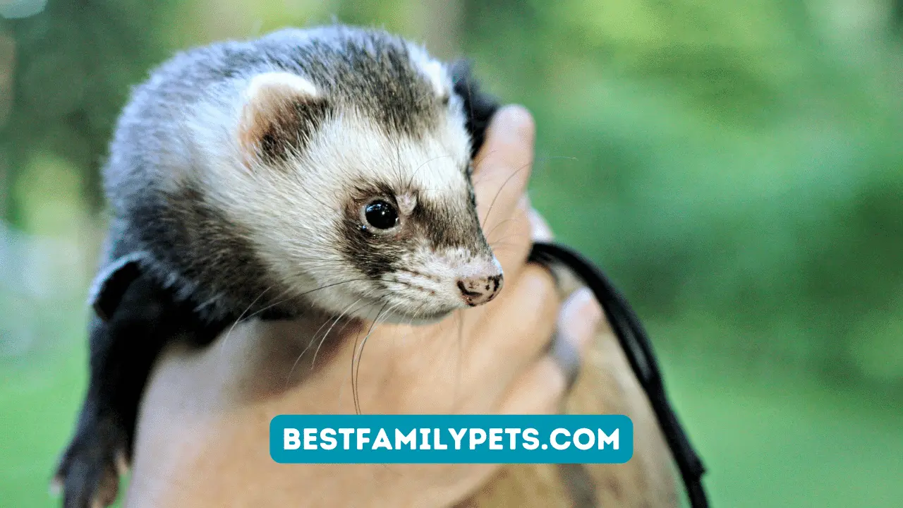 Ferret Bowl for Ferrets That Tip Over Water Bowl