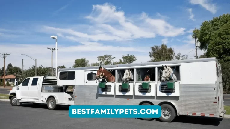 Horse Trailer Insurance