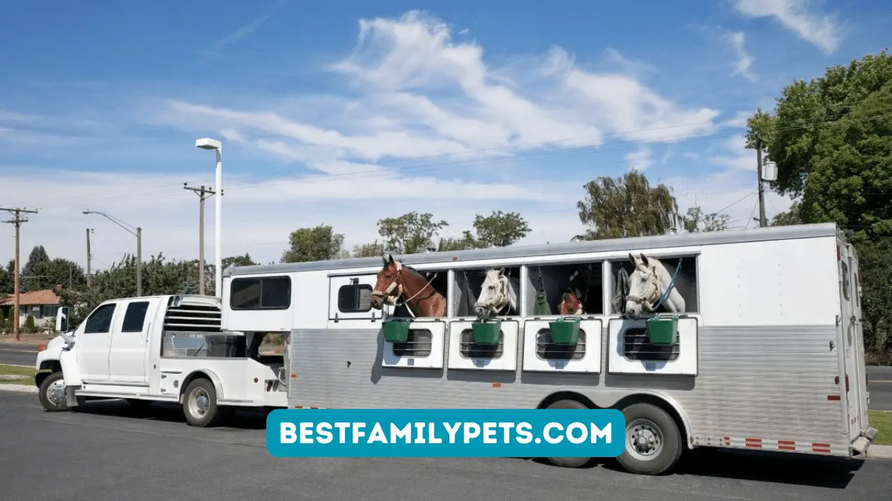 Why you need Horse Trailer Insurance?