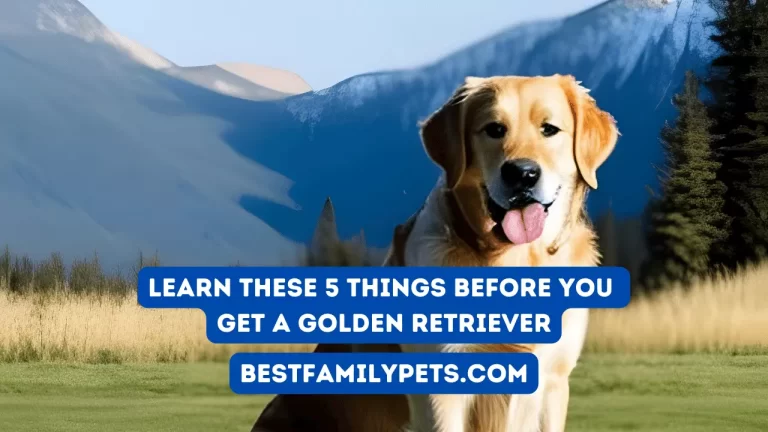 Learn These 5 Things Before You Get a Golden Retriever