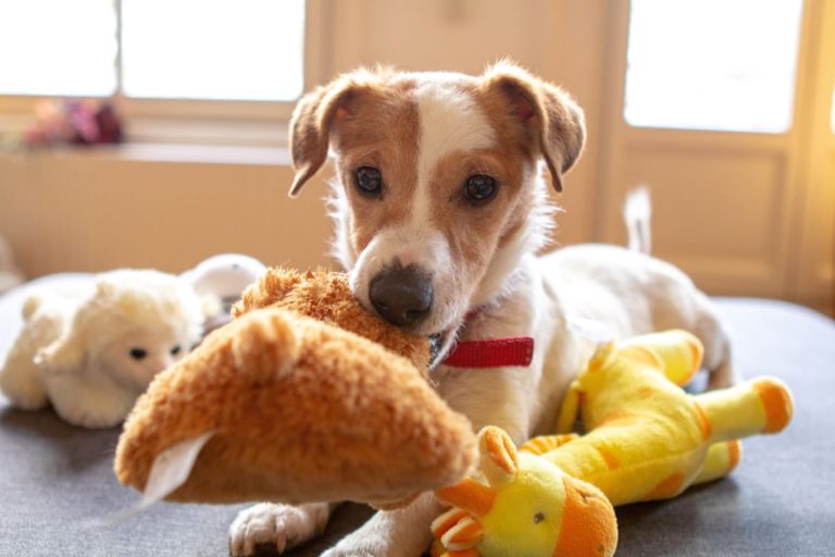 8 Tips For Preventing Your Dog From Getting Into The Litter Box