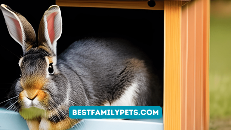 Great and Small Rabbit Hutch