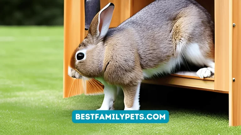 Second-Hand Rabbit Hutch