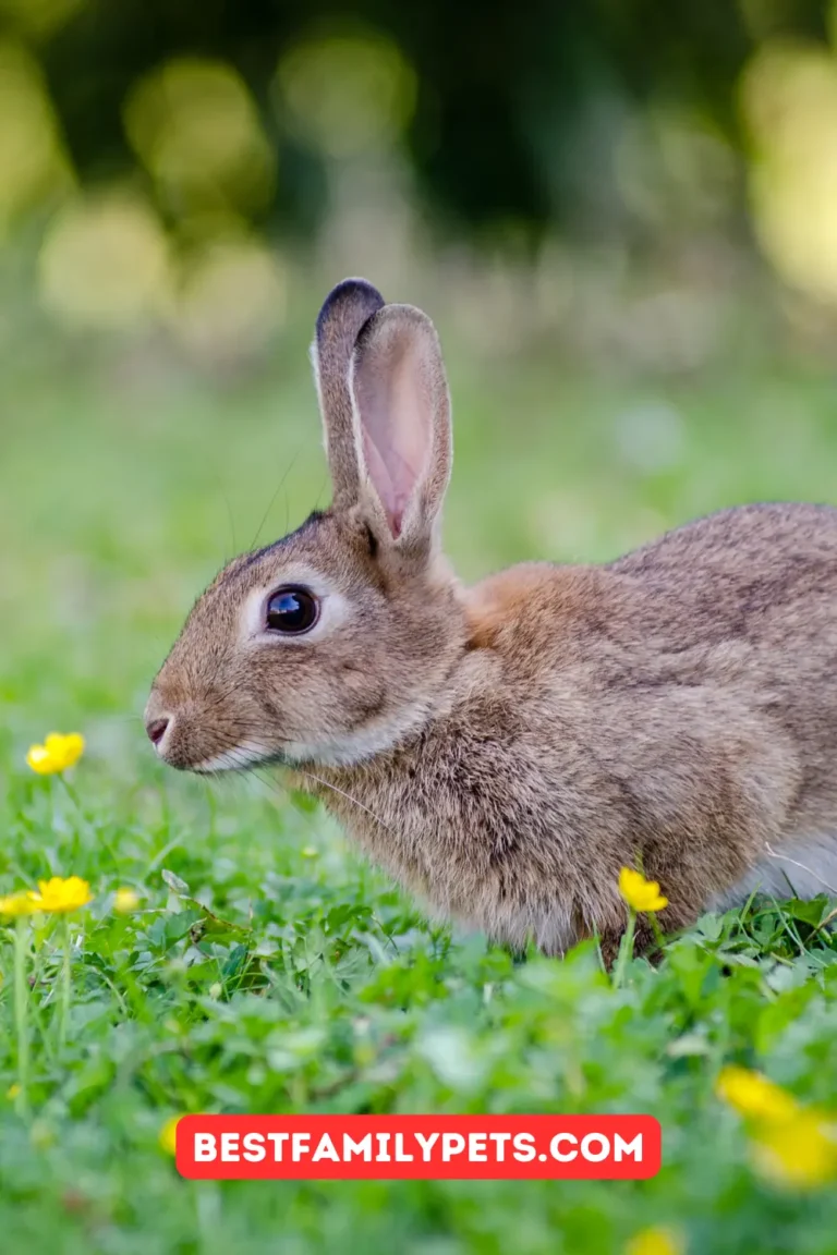 Trixie Natura Rabbit Hutch With Outdoor Run