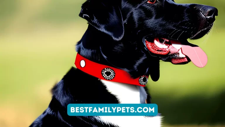 Comfortable Dog Collars