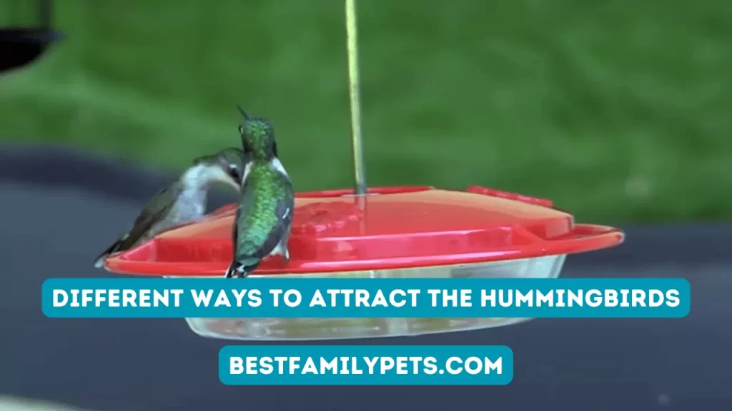 Different Ways to Attract the Hummingbirds