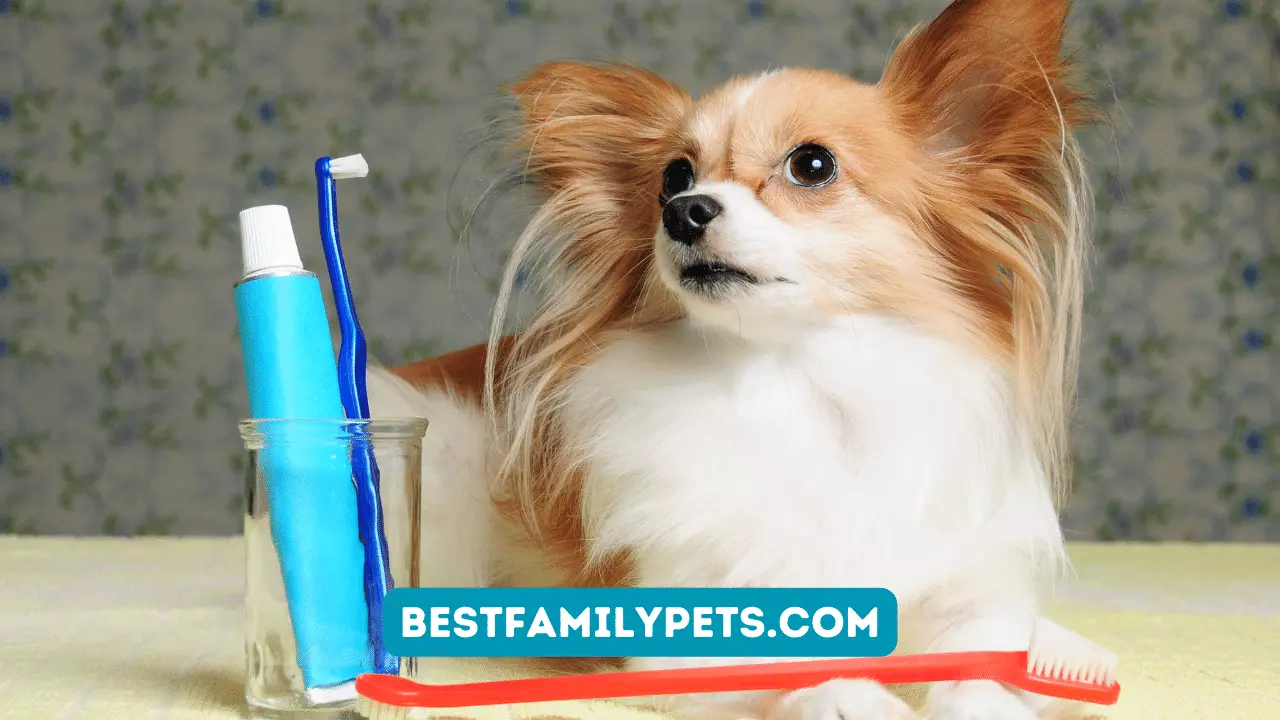 Dog Toothpaste: Which is the Best of 2023?