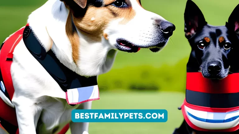 Dog Vests That Vets Recommend