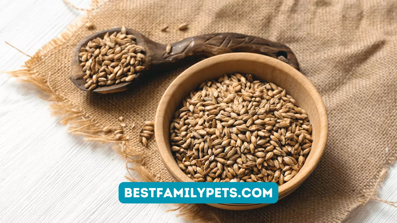 Malt for Cats