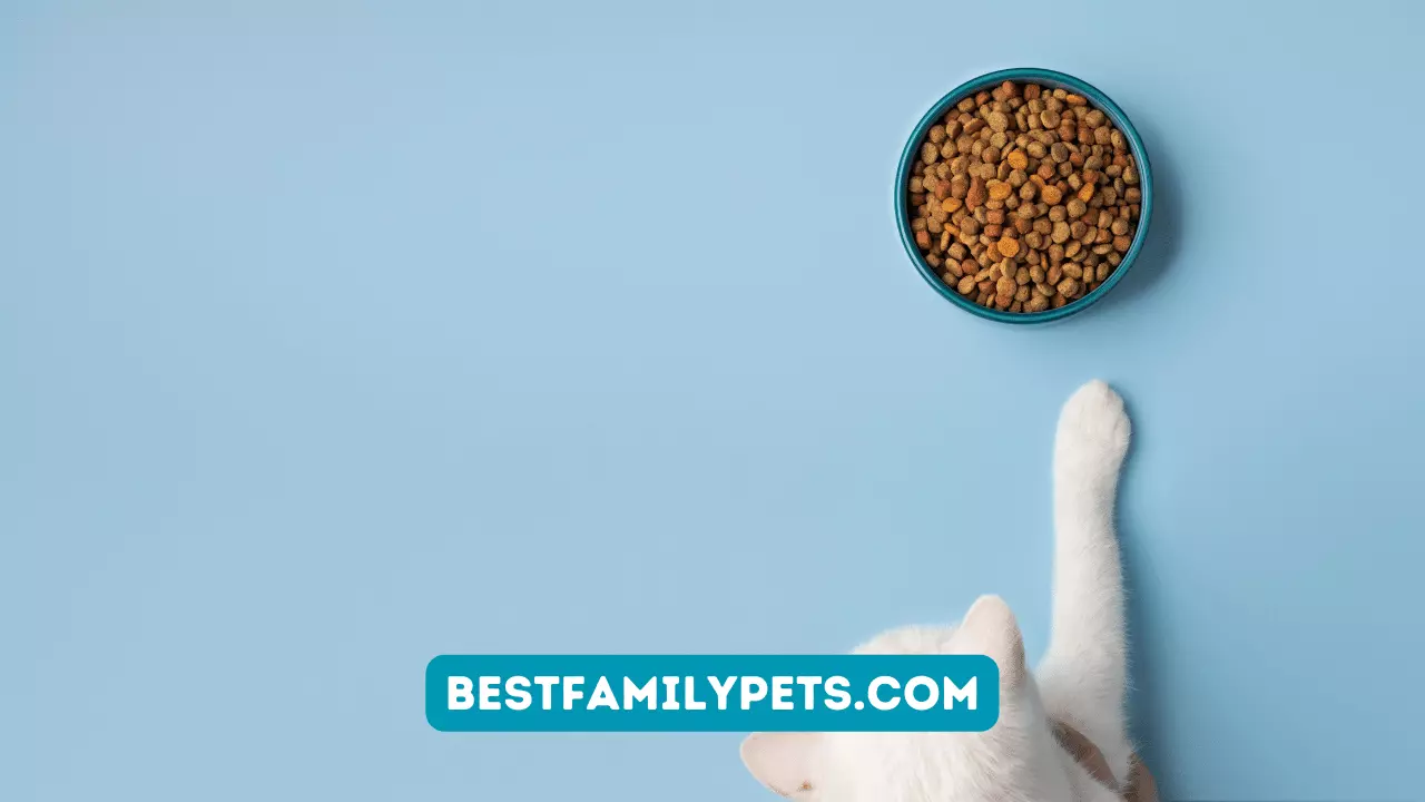 Sterilized Cat Food: Which Is the Best of 2024?