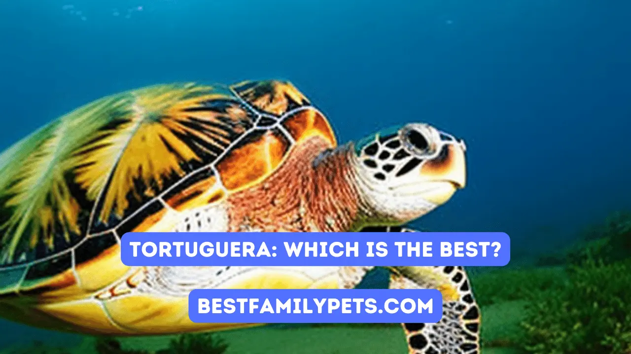 Tortuguera: Which is the Best of 2023?