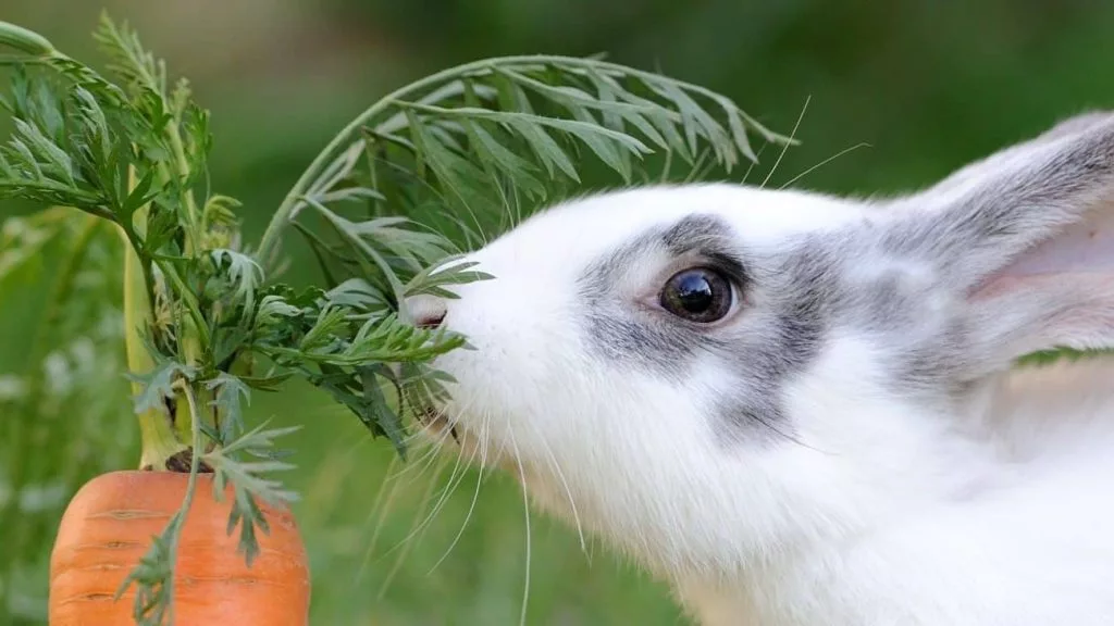 Type of Food for Rabbits