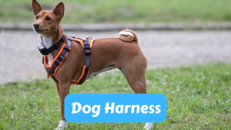 dog harnesses