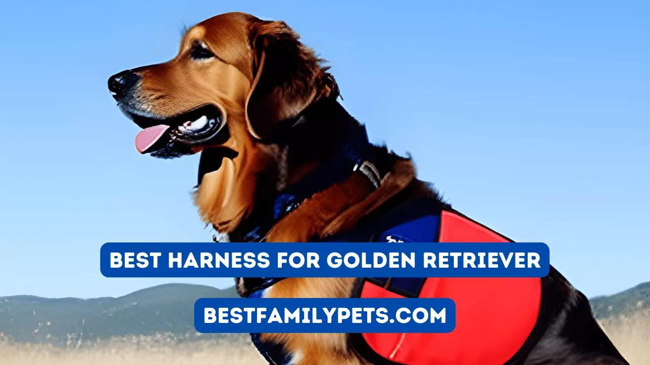Finding the Best Harness for Your Golden Retriever