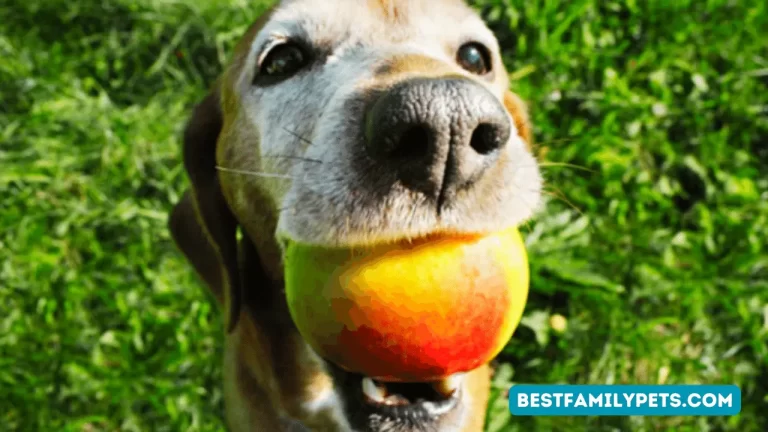 Can Dogs Eat Apples