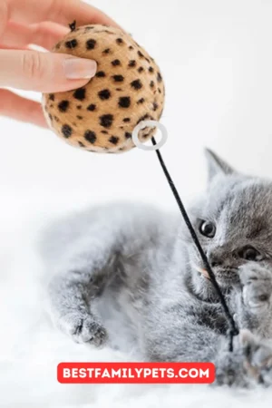 Cat Toys: New Versions, Updates and Designs