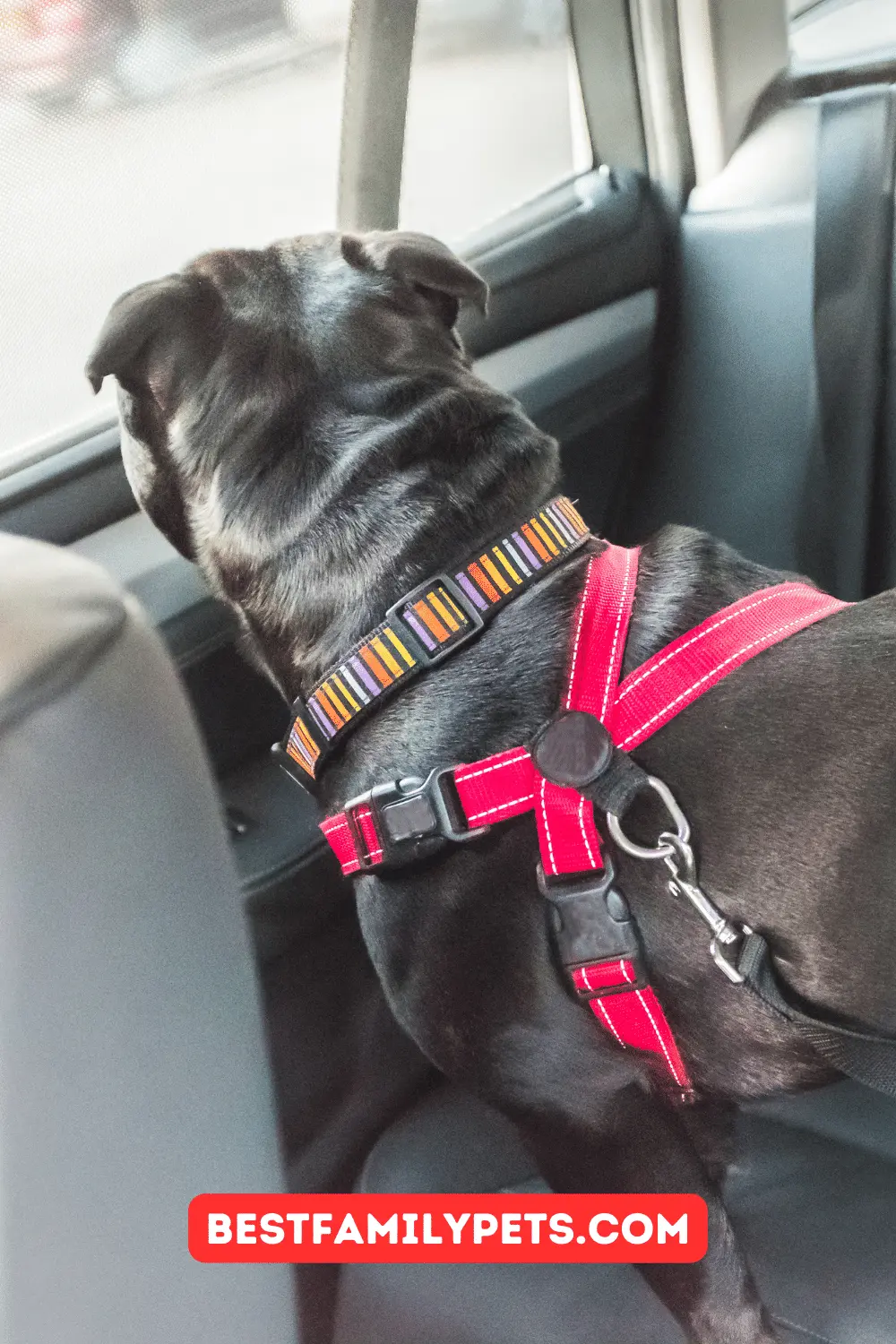 Extra Large Dog Seat Belt Harness