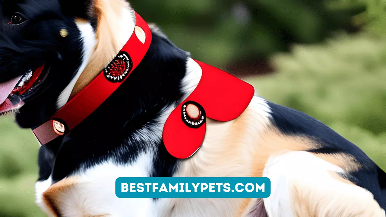 No Rub Dog Collars Best Family Pets